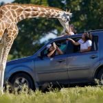 Hungrige Giraffe „stahl“ Baby auf Safari aus den Armen ihrer Mutter (Video) ➤ Infotime.co