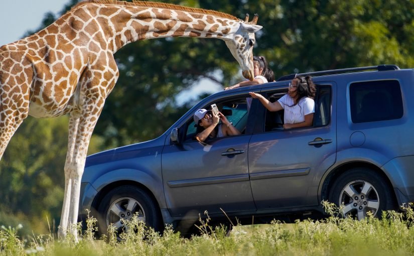 Hungrige Giraffe „stahl“ Baby auf Safari aus den Armen ihrer Mutter (Video) ➤ Infotime.co