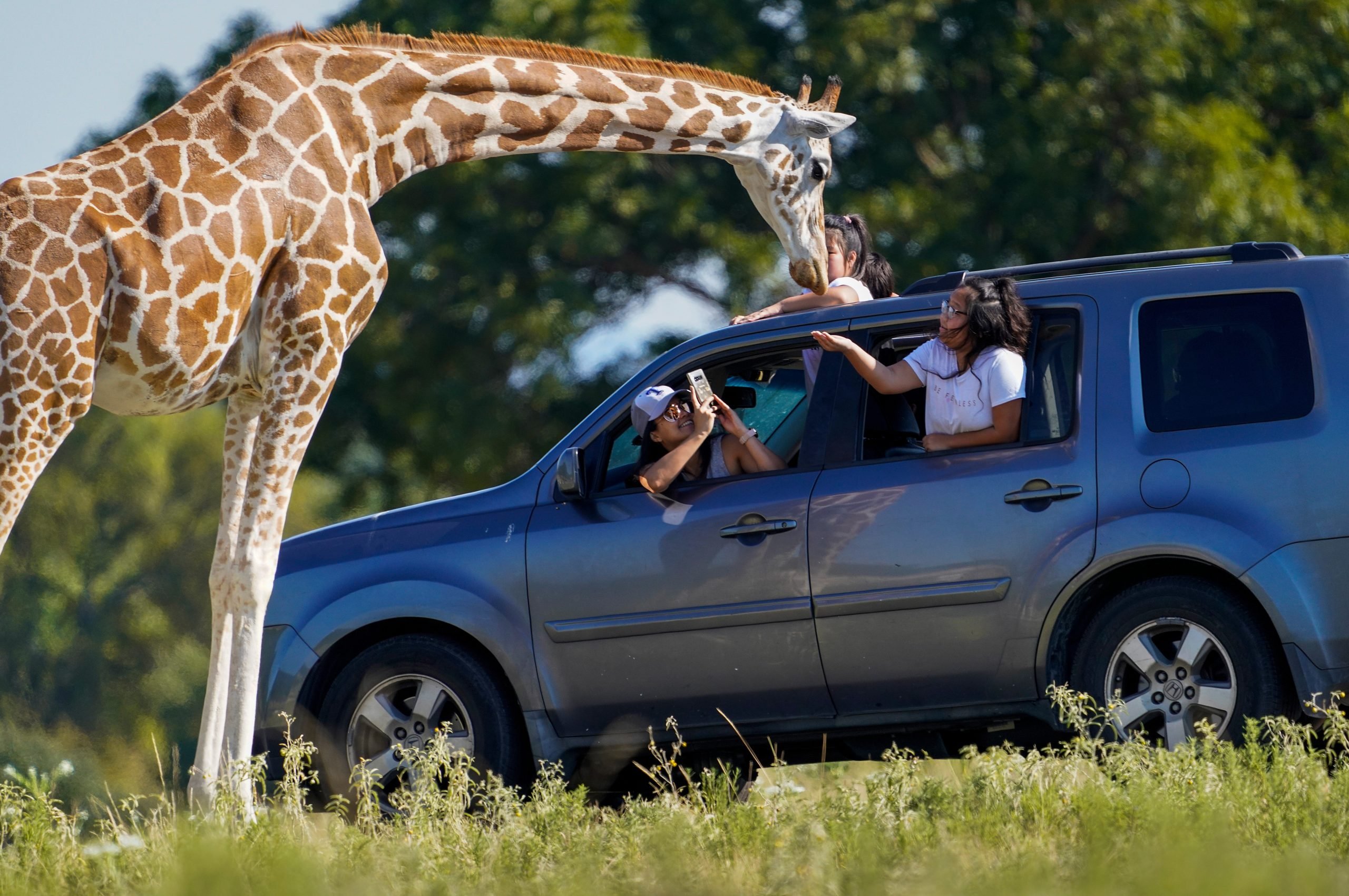 Hungrige Giraffe „stahl“ Baby auf Safari aus den Armen ihrer Mutter (Video) ➤ Infotime.co