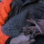 У Новій Зеландії знайшли птаха, якого вважали вимерлим понад 50 років ➤ Infotime.co