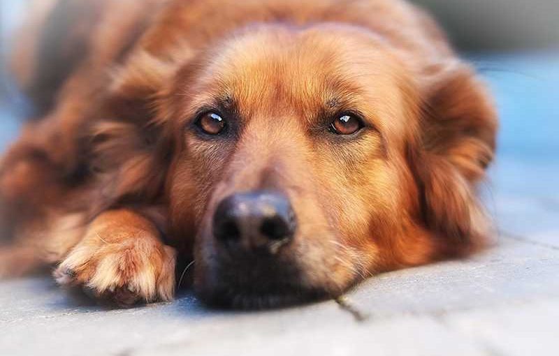 Weinender Hund weigert sich, aufzustehen. Tierarzt fragt ➤ Infotime.co