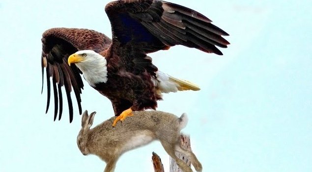 Ein Adler trug ein Kaninchen aus dem Garten – was die Nachbarn fanden, schockierte alle!
