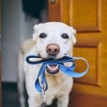 Versteht Ihr Hund Sie? 10 Gewohnheiten, auf die Sie achten sollten ➤ Infotime.co