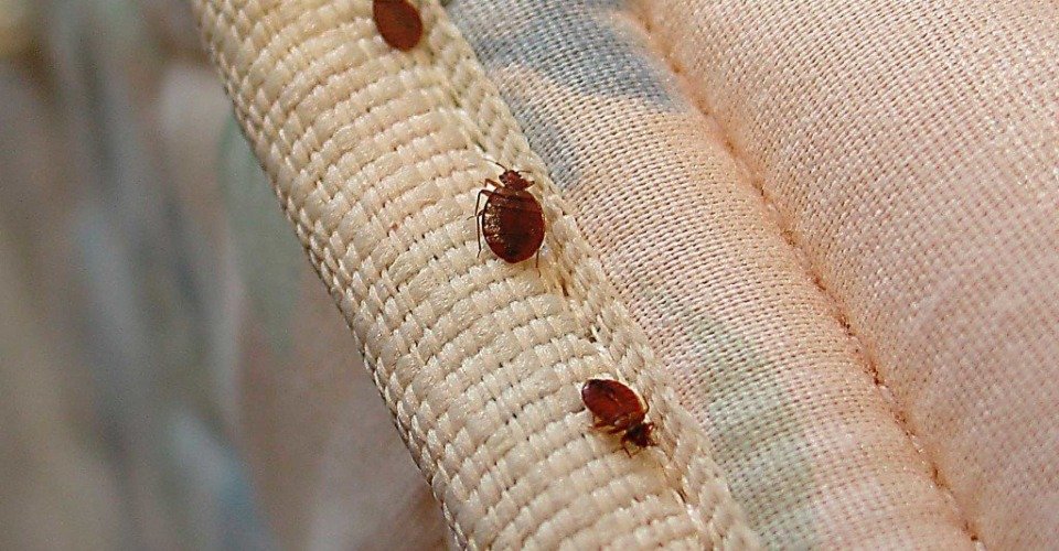 ¿Has visto este insecto marrón? No lo aplastes: aquí te explicamos qué hacer