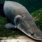 Рыба-гигант арапайма из Амазонки: какой вид и можно ли есть ➤ Infotime.co