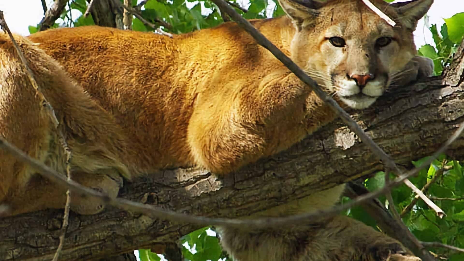 Der Reiseleiter half einer Löwin bei der Geburt, doch er war nicht auf das vorbereitet, was als Nächstes geschah