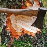 Vecino grosero ignora advertencia y corta su árbol — ¡Y encuentra esto dentro! ➤ Infotime.co