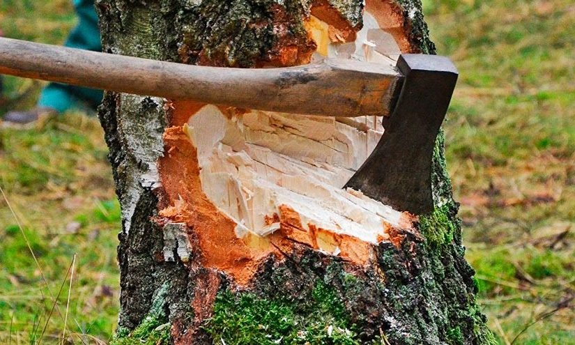 Vizinho mal-educado ignora aviso e corta árvore — e encontra isso dentro! ➤ Infotime.co