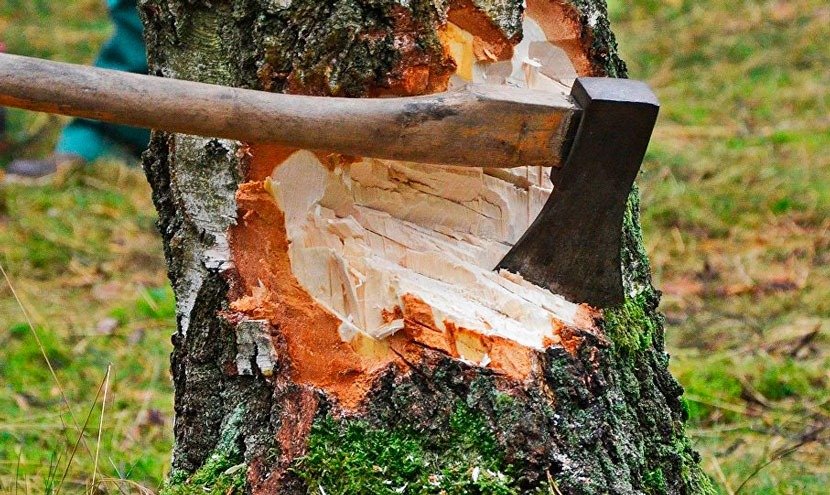 Vizinho mal-educado ignora aviso e corta árvore — e encontra isso dentro! ➤ Infotime.co