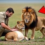 Der Reiseleiter half einer Löwin bei der Geburt, doch er war nicht auf das vorbereitet, was als Nächstes geschah ➤ Infotime.co