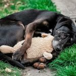 Uma mulher vê um cachorro de rua em seu quintal. Ela grita: “Não pode ser!” ➤ Infotime.co