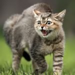 Які знаки подають кішки перед приходом біди  ➤ Infotime.co