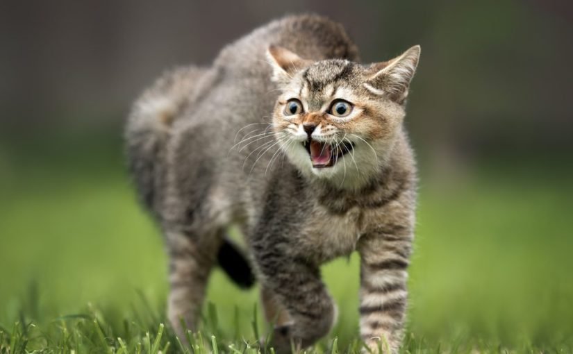 Які знаки подають кішки перед приходом біди  ➤ Infotime.co