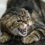 Коти шиплять в порожнечу: чи є тут містика ➤ Infotime.co