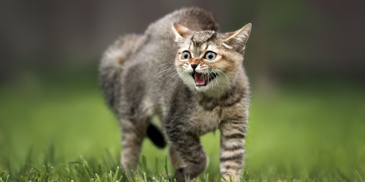 Коты шипят в пустоту: есть ли здесь мистика