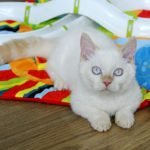 Чому коти займають місце господаря: науковці розібралися у причинах такої поведінки ➤ Infotime.co