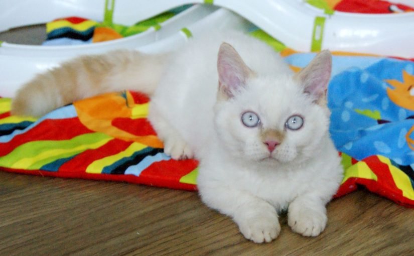 Чому коти займають місце господаря: науковці розібралися у причинах такої поведінки ➤ Infotime.co