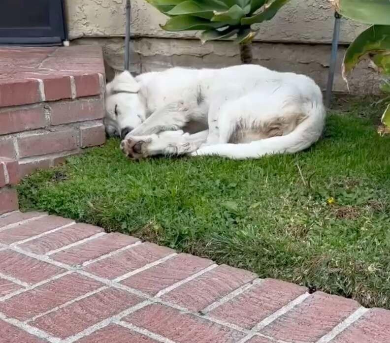 Eine Frau sieht einen streunenden Hund in ihrem Garten. Sie schreit: „Das kann nicht sein!“