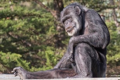 Когда предки людей научились ходить прямо: новая теория ученых ➤ Infotime.co