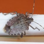 ¿Has visto este insecto marrón? No lo aplastes: aquí te explicamos qué hacer ➤ Infotime.co