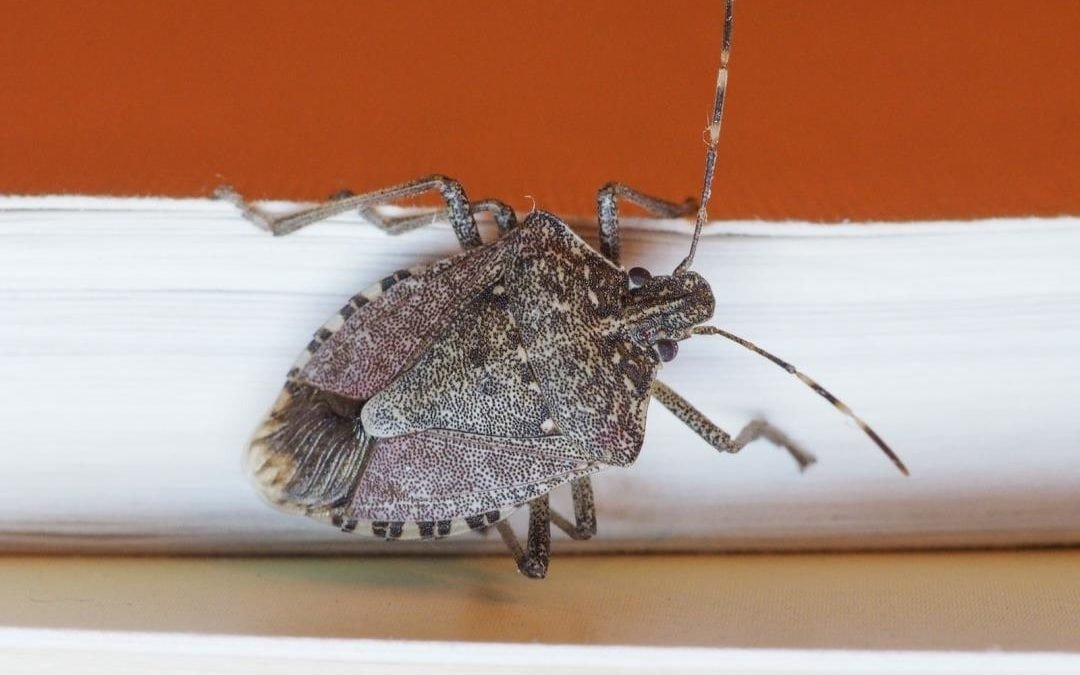 ¿Has visto este insecto marrón? No lo aplastes: aquí te explicamos qué hacer ➤ Infotime.co