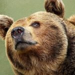 Чоловік голіруч кинувся на ведмедя, щоб врятувати собаку (фото) ➤ Infotime.co