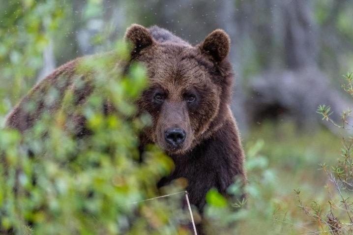 Чоловік голіруч кинувся на ведмедя, щоб врятувати собаку (фото)