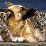 Anjing Mengasuh 3 Anak Harimau – Bertahun-tahun Kemudian, Penjaga Kebun Binatang Menangis Terharu Saat Harimau Melakukan Hal Tak Terduga ➤ Infotime.co