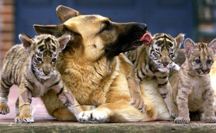 Anjing Mengasuh 3 Anak Harimau – Bertahun-tahun Kemudian, Penjaga Kebun Binatang Menangis Terharu Saat Harimau Melakukan Hal Tak Terduga ➤ Infotime.co
