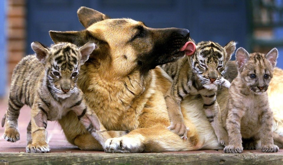 Anjing Mengasuh 3 Anak Harimau – Bertahun-tahun Kemudian, Penjaga Kebun Binatang Menangis Terharu Saat Harimau Melakukan Hal Tak Terduga ➤ Infotime.co