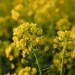 Як сіяти гірчицю вручну восени для покращення ґрунту ➤ Infotime.co