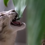 Чому коти їдять рослини: нове наукове пояснення ➤ Infotime.co