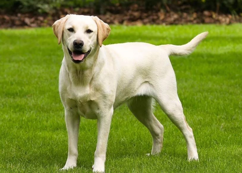У салоні переплутали собак та віддали жінці чужого лабрадора: вона не помітила
