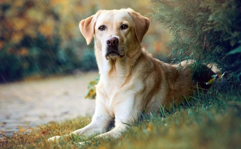 У салоні переплутали собак та віддали жінці чужого лабрадора: вона не помітила ➤ Infotime.co У салоні переплутали собак та віддали жінці чужого лабрадора: вона не помітила ➤ Infotime.co