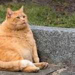 Котяче ожиріння: яка загроза для вашого улюбленця ➤ Infotime.co
