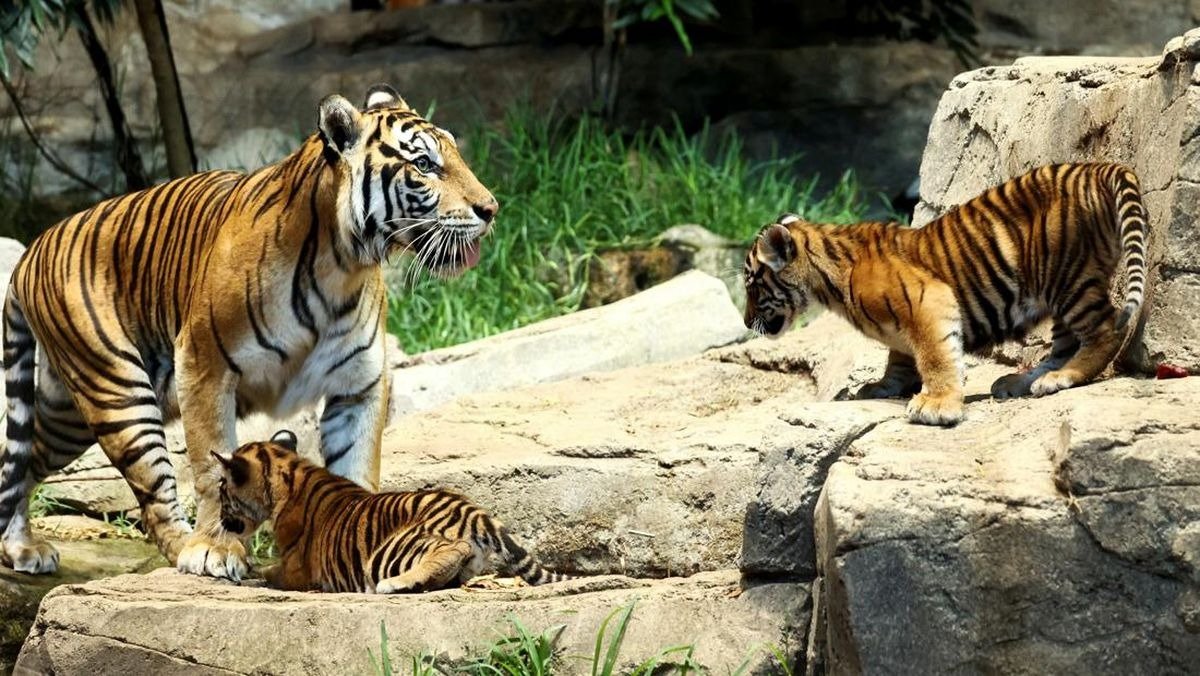 Anjing Mengasuh 3 Anak Harimau – Bertahun-tahun Kemudian, Penjaga Kebun Binatang Menangis Terharu Saat Harimau Melakukan Hal Tak Terduga