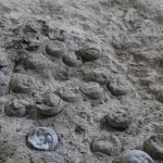 Ученые обнаружили более 3000 окаменевших яиц динозавров (фото) ➤ Infotime.co