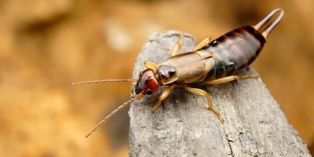 Não faça isso! É exatamente por isso que tesourinhas invadem casas