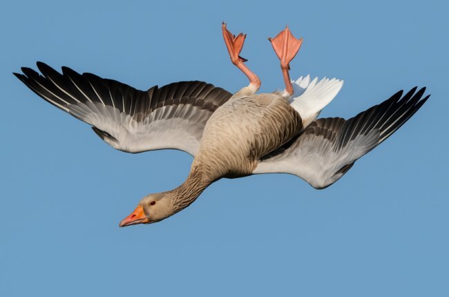 Чому дикі гуси літають догори ногами: наукове пояснення