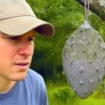 El hombre creyó haber encontrado un nido de avispas; un experto le reveló la verdad ➤ Infotime.co El hombre creyó haber encontrado un nido de avispas; un experto le reveló la verdad ➤ Infotime.co