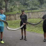Assista a este vídeo de Gongo capturando duas cobras gigantes em Porto Rico ➤ Infotime.co