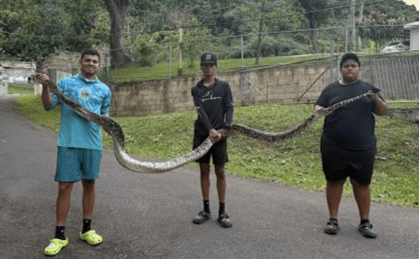 Assista a este vídeo de Gongo capturando duas cobras gigantes em Porto Rico ➤ Infotime.co