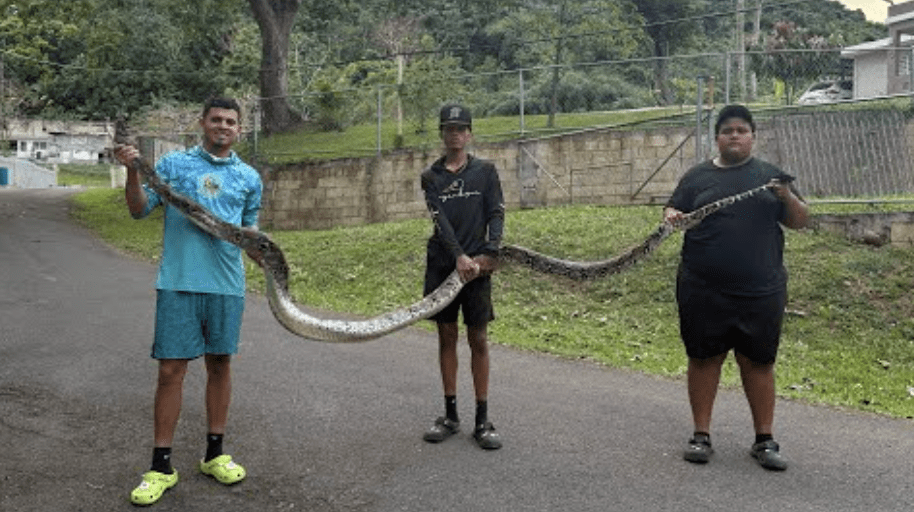 Assista a este vídeo de Gongo capturando duas cobras gigantes em Porto Rico ➤ Infotime.co