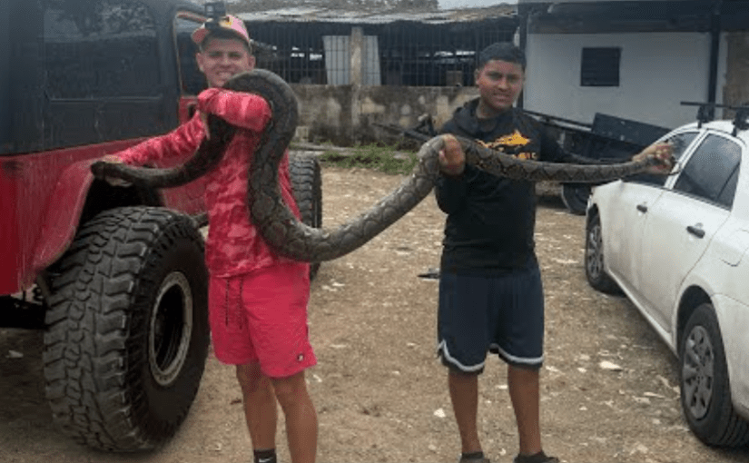 Sehen Sie sich dieses Video an, in dem Gongo in Puerto Rico zwei Riesenschlangen fängt ➤ Infotime.co
