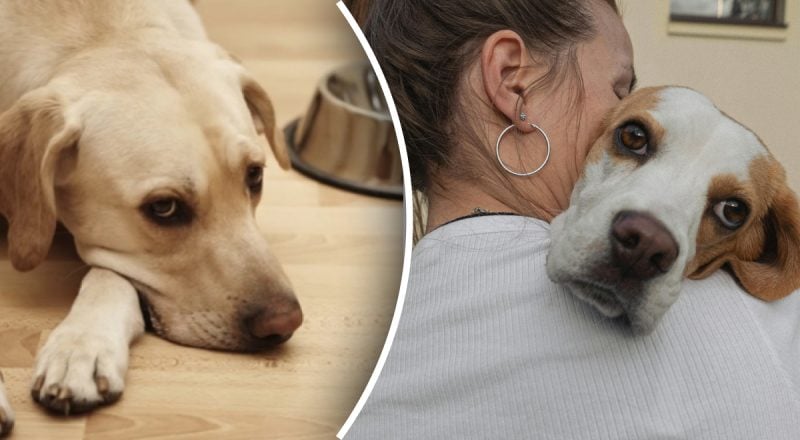 Ученые ответили, можно ли научить собаку разговаривать