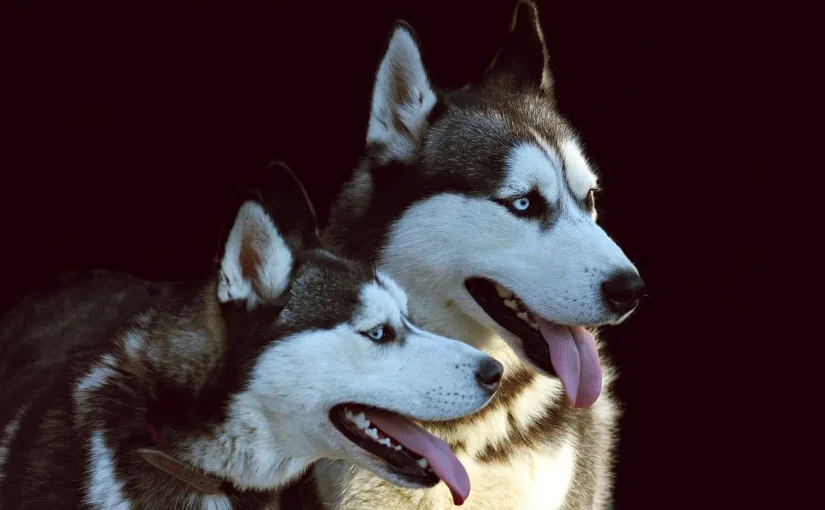 Ученые ответили, можно ли научить собаку разговаривать ➤ Infotime.co