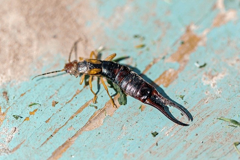 Não faça isso! É exatamente por isso que tesourinhas invadem casas