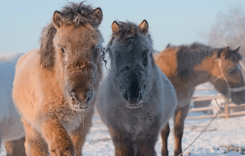Как на самом деле потеют кони (видео) ➤ Infotime.co