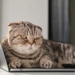 Как извиниться перед кошкой и вернуть ее доверие: советы экспертов ➤ Infotime.co