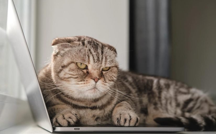 Как извиниться перед кошкой и вернуть ее доверие: советы экспертов ➤ Infotime.co